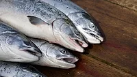 Salmon