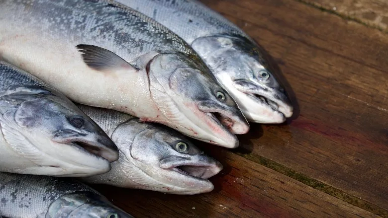Salmon