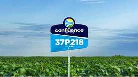 Confluence Genetics' Ultra-High Protein Low Oligosaccharide soybean variety with high-yield potential during the 2025 growing season.