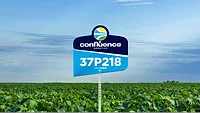 Confluence Genetics' Ultra-High Protein Low Oligosaccharide soybean variety with high-yield potential during the 2025 growing season. Confluence Genetics' Ultra-High Protein Low Oligosaccharide soybean variety with high-yield potential during the 2025 growing season.