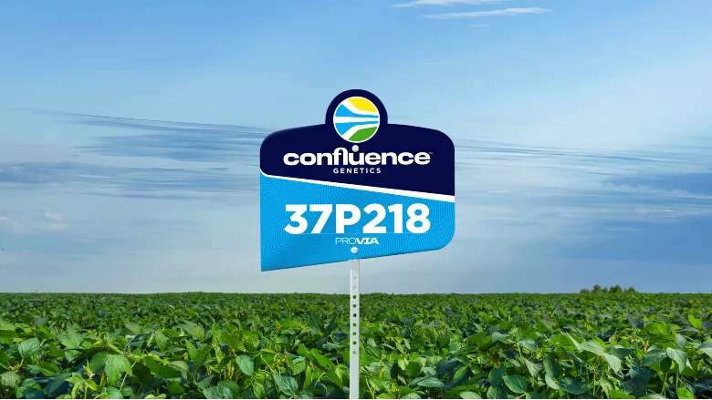Confluence Genetics' Ultra-High Protein Low Oligosaccharide soybean variety with high-yield potential during the 2025 growing season.