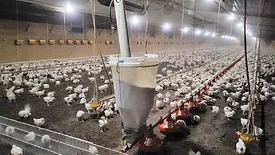 Plastic feed line hoppers