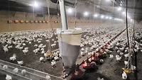 Plastic feed line hoppers