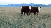Cattle and grasslands on a ranch and NFWF conservation site in New Mexico.