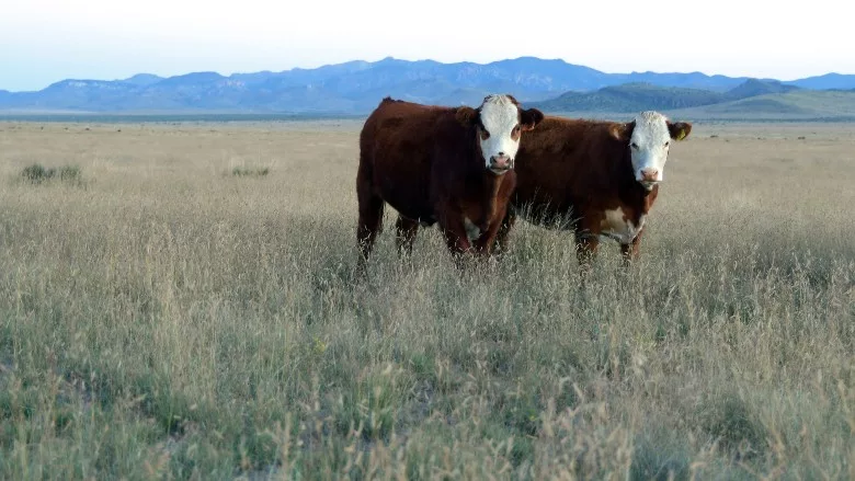 Cattle and grasslands on a ranch and NFWF conservation site in New Mexico.