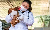 poultry farm vet