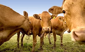 Japanese Brown cattle, also known as Akaushi