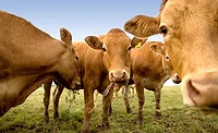 Japanese Brown cattle, also known as Akaushi