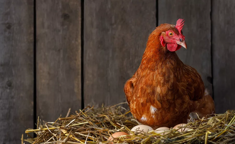 an ISA Brown chicken