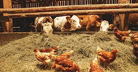 cows and chickens