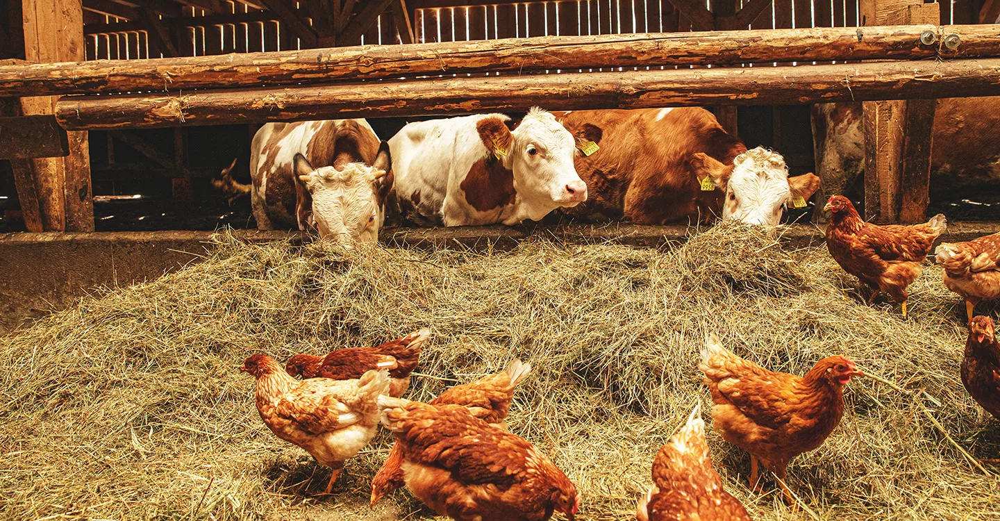 cows and chickens