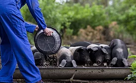 feeding pigs