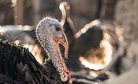 turkey