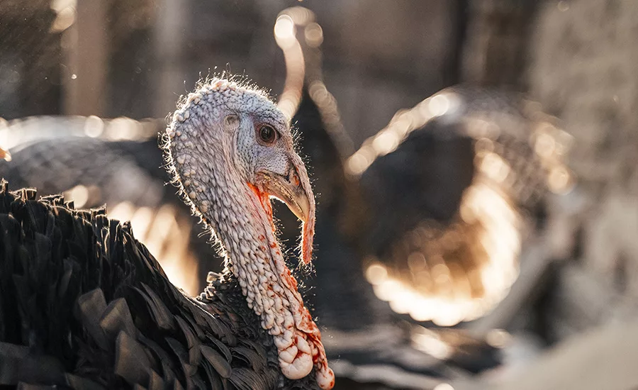 turkey