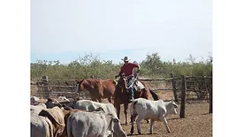 Cattleman