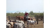 Cattleman