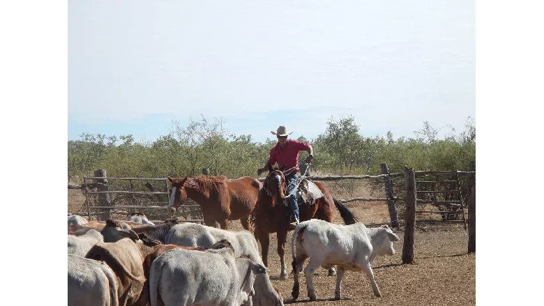 Cattleman