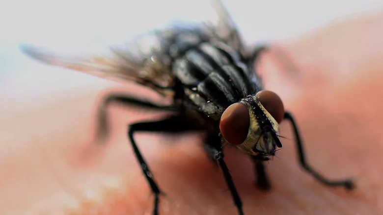 fly