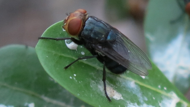 New World Screwworm fly