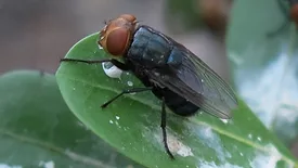 New World Screwworm fly