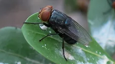 New World Screwworm fly