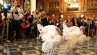 North Carolina turkeys Gobble and Waddle