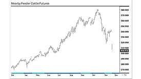 Nearby feeder cattle futures