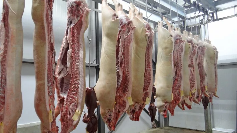 Split pig carcasses