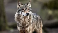 Gray wolf