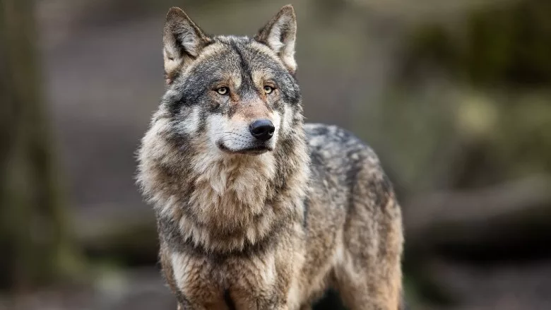 Gray wolf