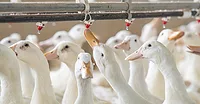 JJS Adult Pekin duck JJS Adult Pekin duck