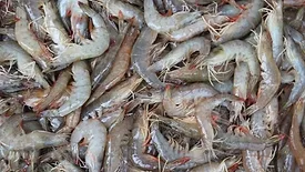 Dalan Animal Health shrimp batch