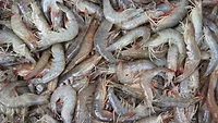 Dalan Animal Health shrimp batch