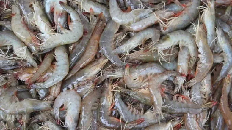 Dalan Animal Health shrimp batch