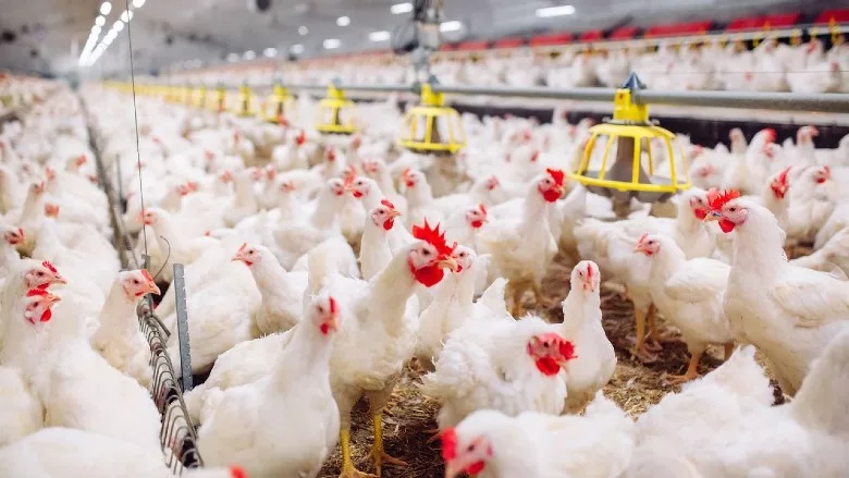 Poultry production