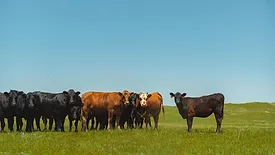 Cattle in field