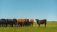 Cattle in field