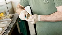 Taylor-owned Raw Bar shucking