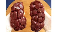 Beef kidneys
