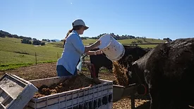 Alli Fender of Flying F Ranch feeds her cattle spent grains that would otherwise go to a landfill
