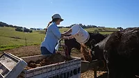 Alli Fender of Flying F Ranch feeds her cattle spent grains that would otherwise go to a landfill