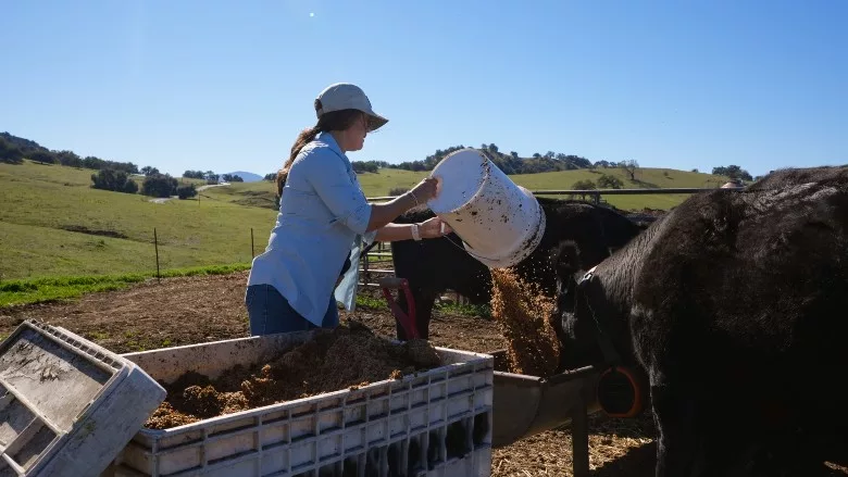 Alli Fender of Flying F Ranch feeds her cattle spent grains that would otherwise go to a landfill