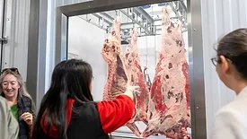 Participants in the April 10, 2026, dedication ceremony of University of Idaho’s new Meat Science and Innovation Center Honoring Ron Richard look through a window at hanging beef carcasses.