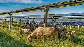 Cattle graze under solar panels at Silicon Ranch's Christiana Solar Ranch