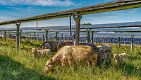 Cattle graze under solar panels at Silicon Ranch's Christiana Solar Ranch