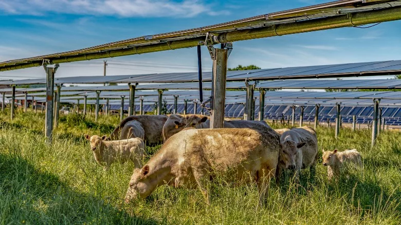 Cattle graze under solar panels at Silicon Ranch's Christiana Solar Ranch