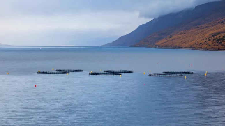 Fish farming pens used in marine aquaculture operations