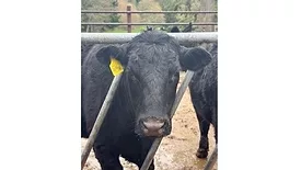 Feed mixing platforms at the Silver Creek Angus Ranch
