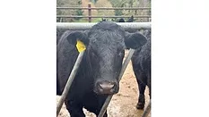 Feed mixing platforms at the Silver Creek Angus Ranch