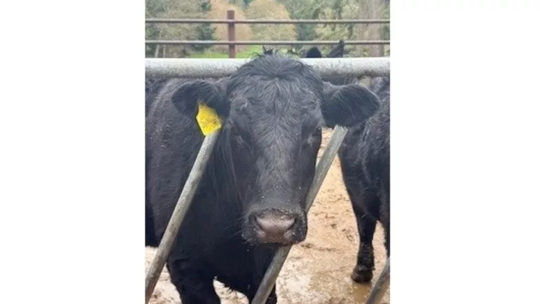 Feed mixing platforms at the Silver Creek Angus Ranch